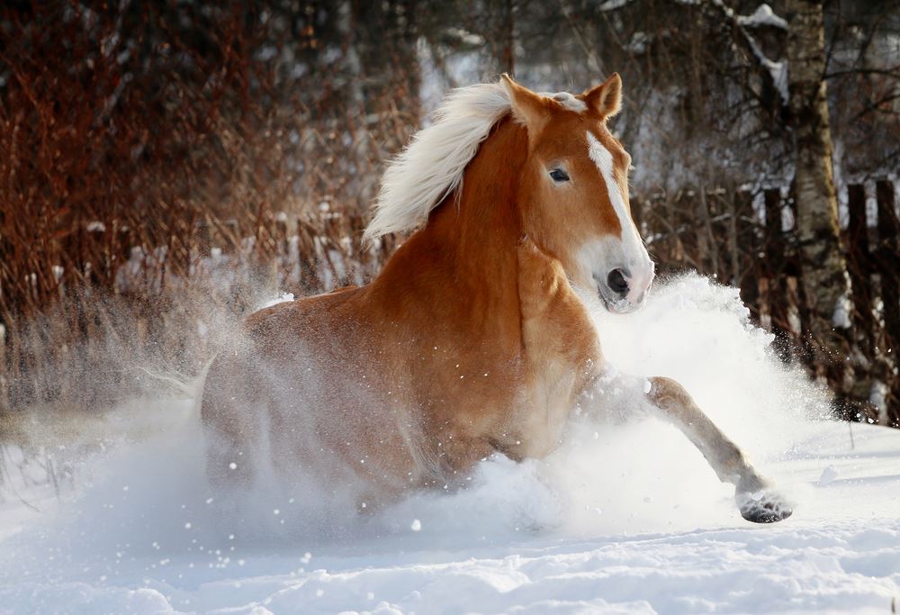 Belgian Horse Draft Breeds